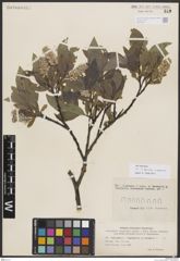 Foto von Salix borealis Fr. x Salix glauca L.